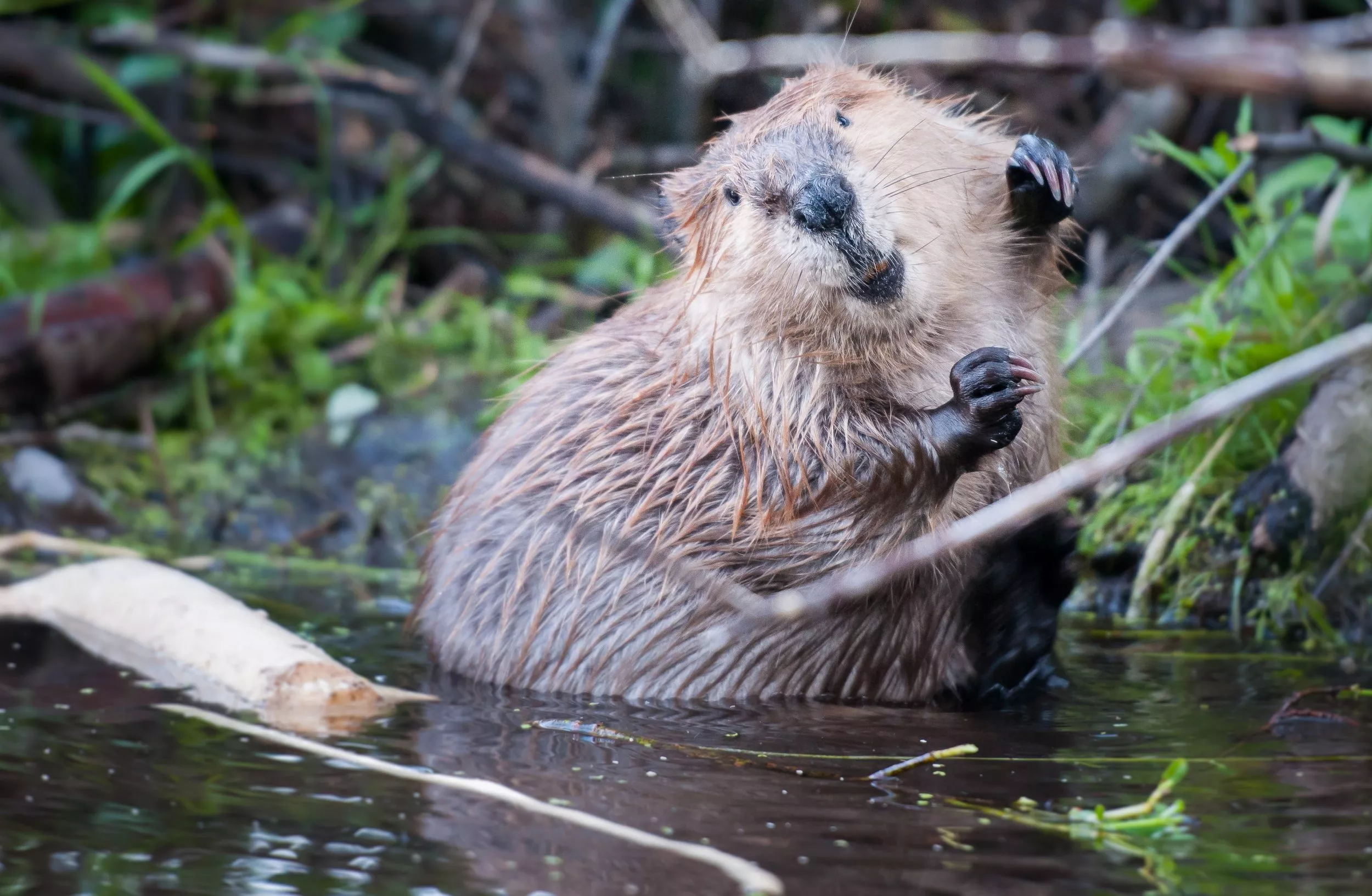 bryan cooley recommends Beaver Stretcher Sex