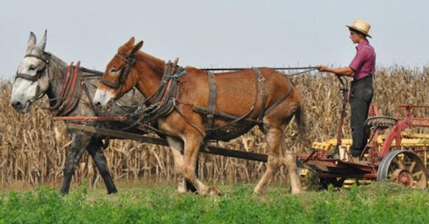 chip burch add amish men shirtless photo