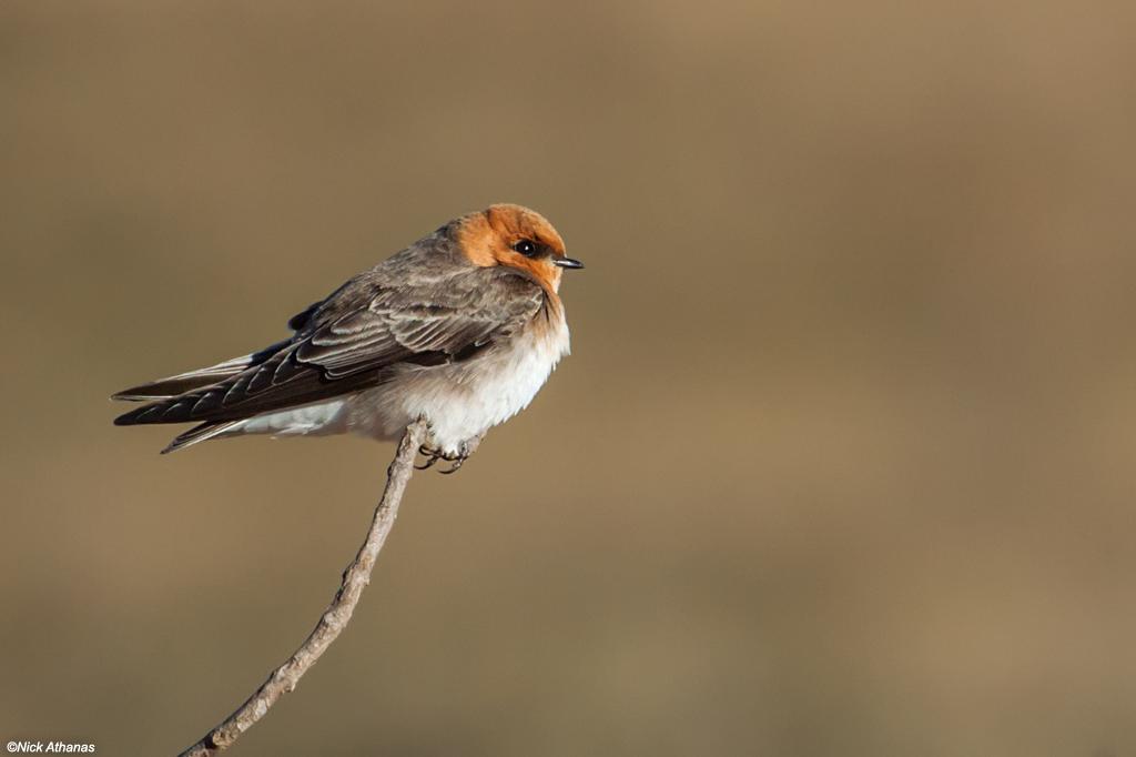 dave fonger recommends Redheads That Swallow