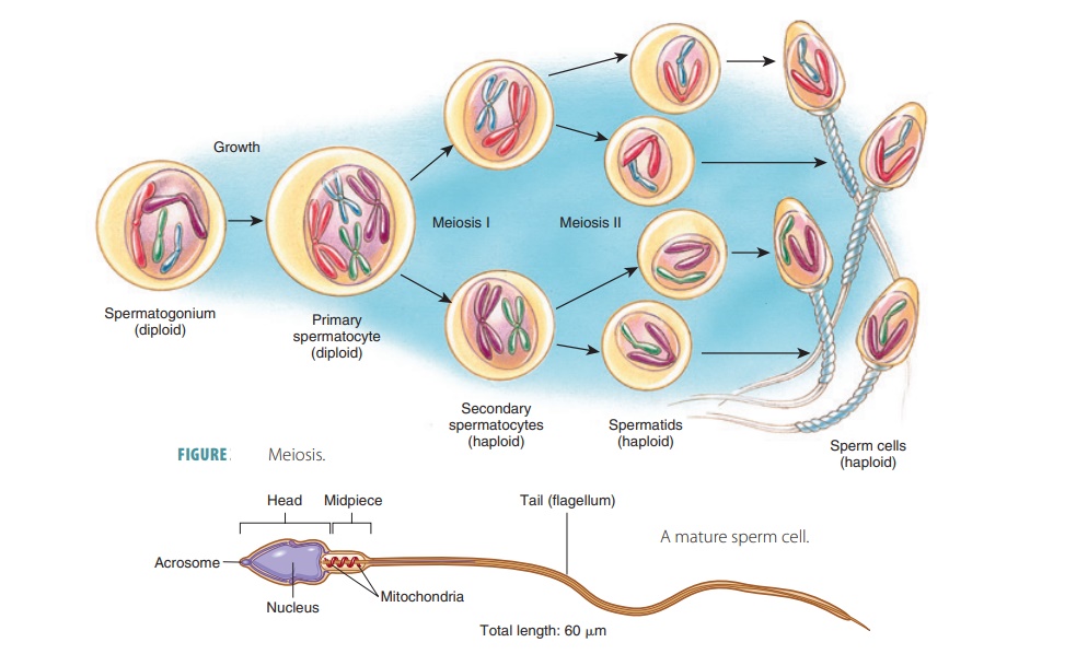 Mature Sperm Facial on chating