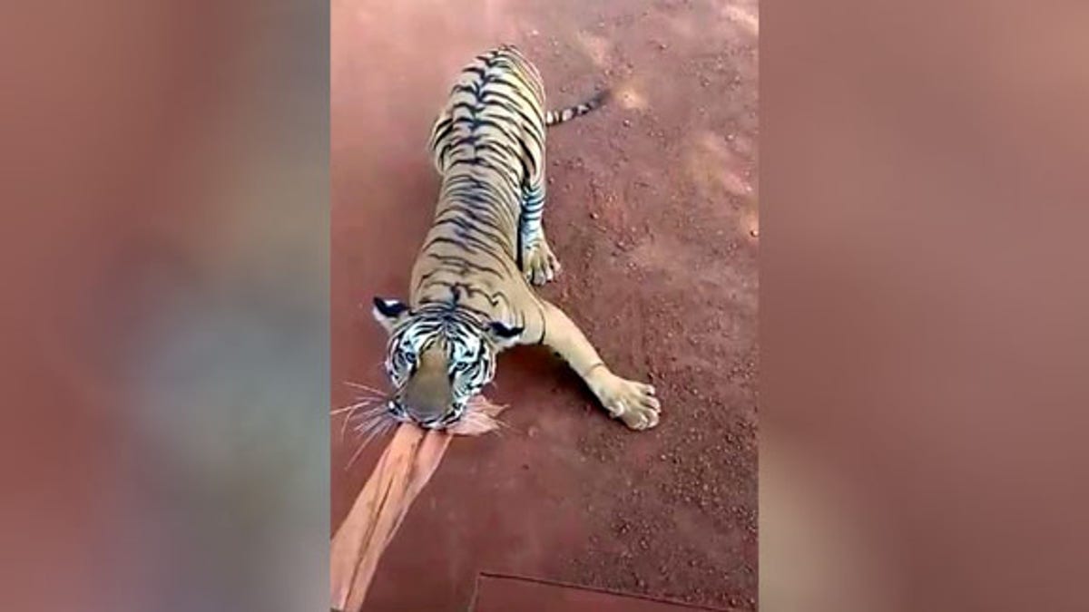 alan mayer share safari tiger full videos photos