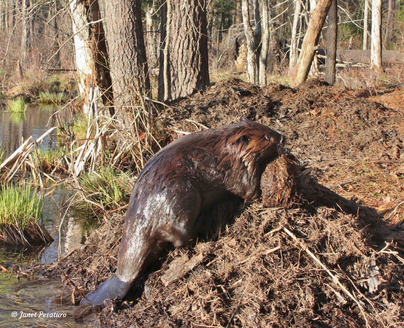 aaron larner recommends beaver stretcher sex pic