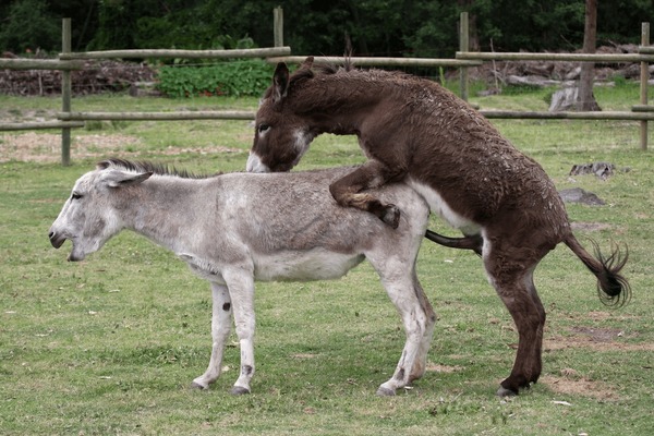 denny richmond recommends donkey cock pic