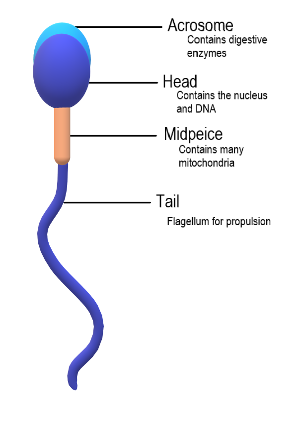 mature sperm facial