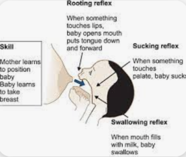 antony dsilva recommends Sucking Swallow