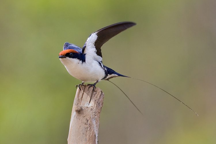 bryant skinner share amateur swallows photos