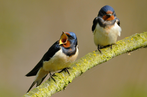 christine bilinski recommends amateur swallows pic