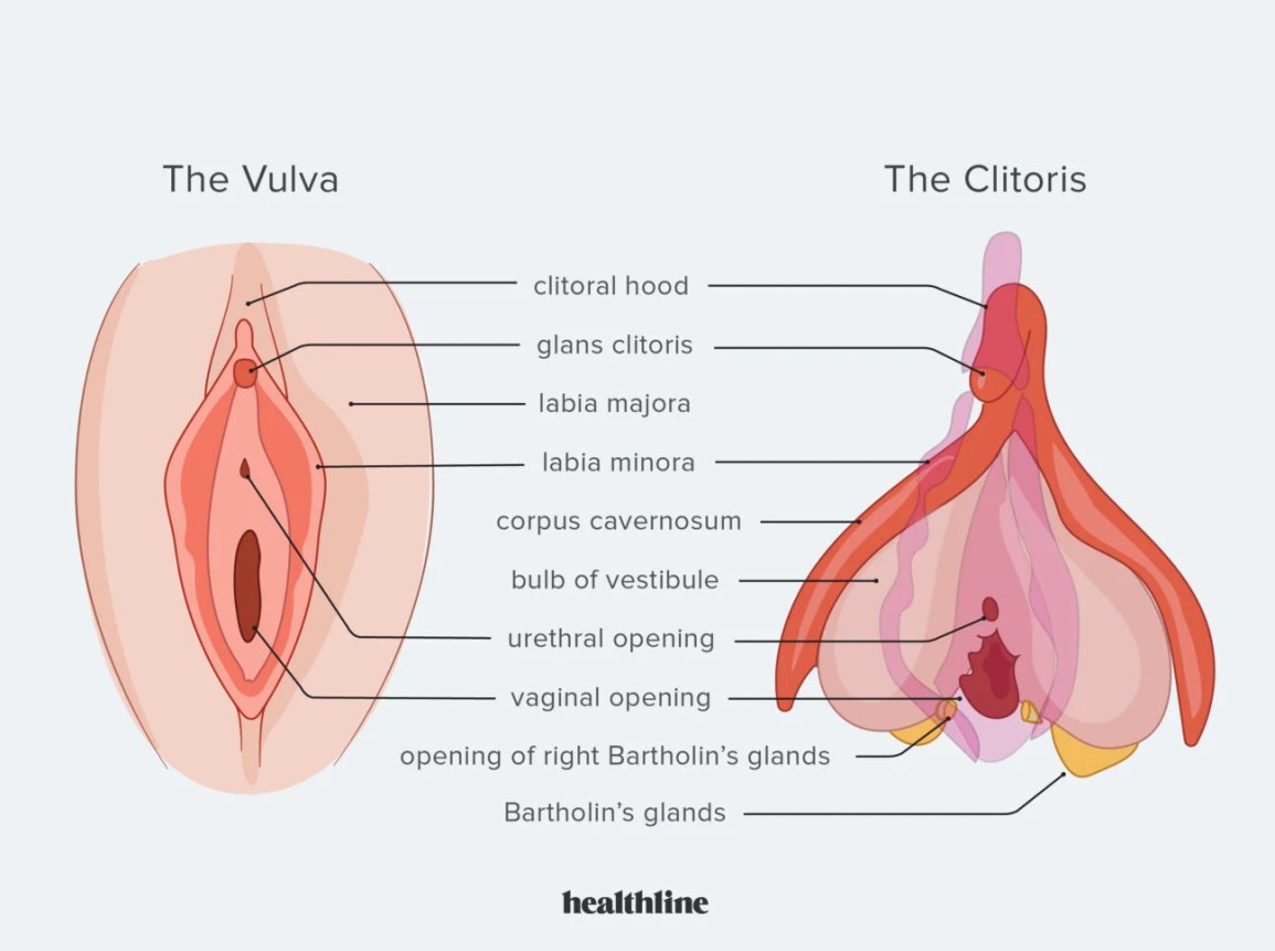 buck matthews recommends biggest clitoris pic