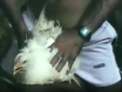 Chiken Porn videos thai