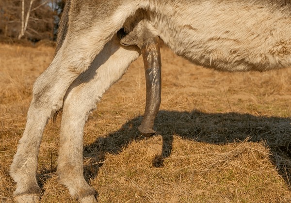 donkey cock