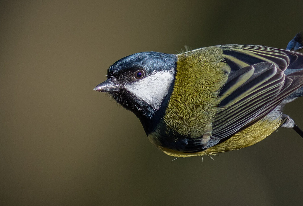 dave hodgkins add photo tit hanging out