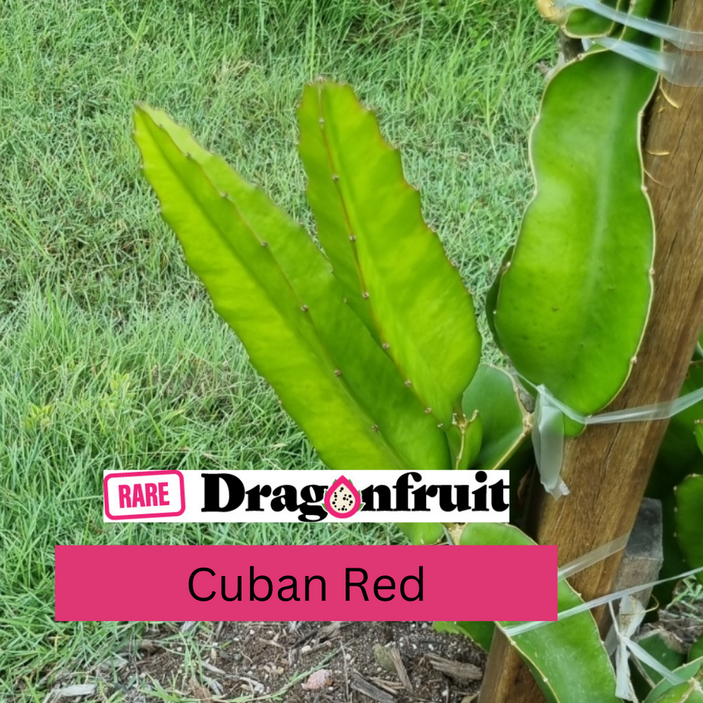 cindy winata recommends Cuban Redd