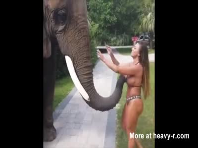 brian chesko recommends elephant porn pic