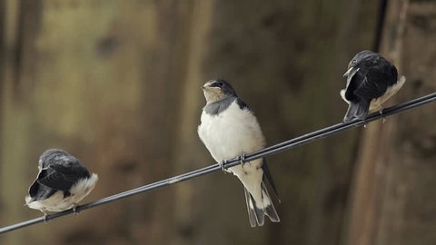 First Swallow Video di pisa