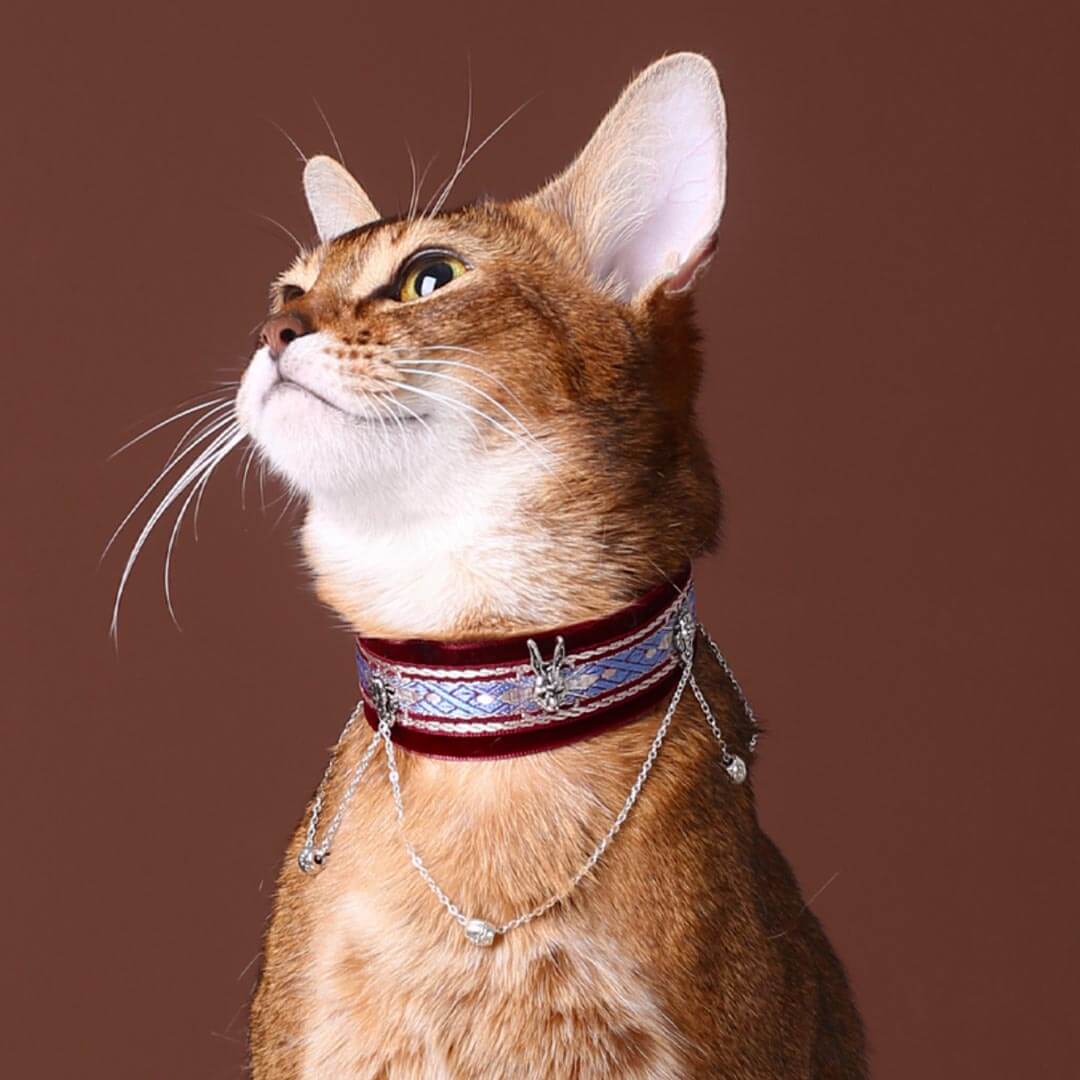 alicia b recommends goth cat collar pic