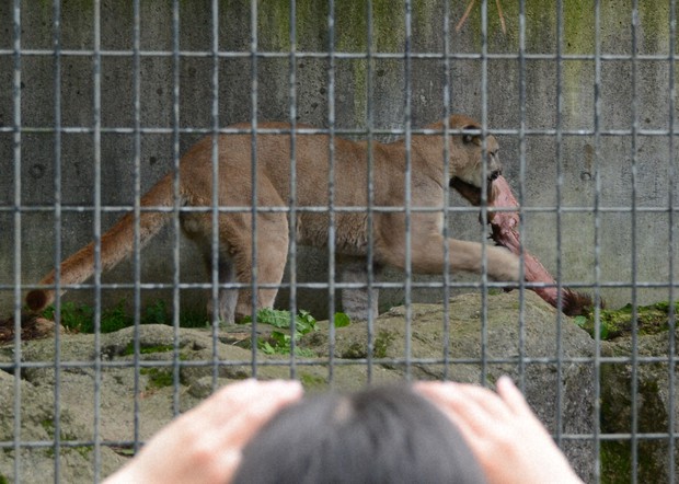 babi bryant recommends japan cougar pic