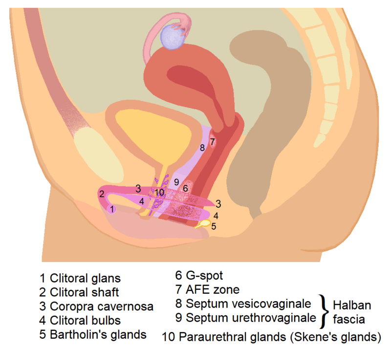 cherise gibson recommends largest clit pic