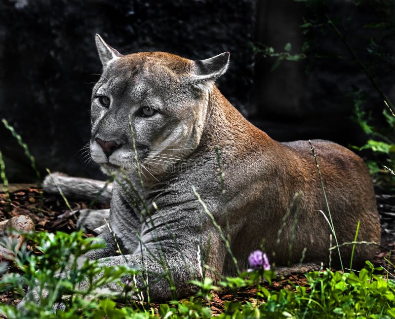 conner payne share latin cougars photos