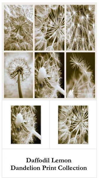 barbara kluz recommends nikki dandelion pic