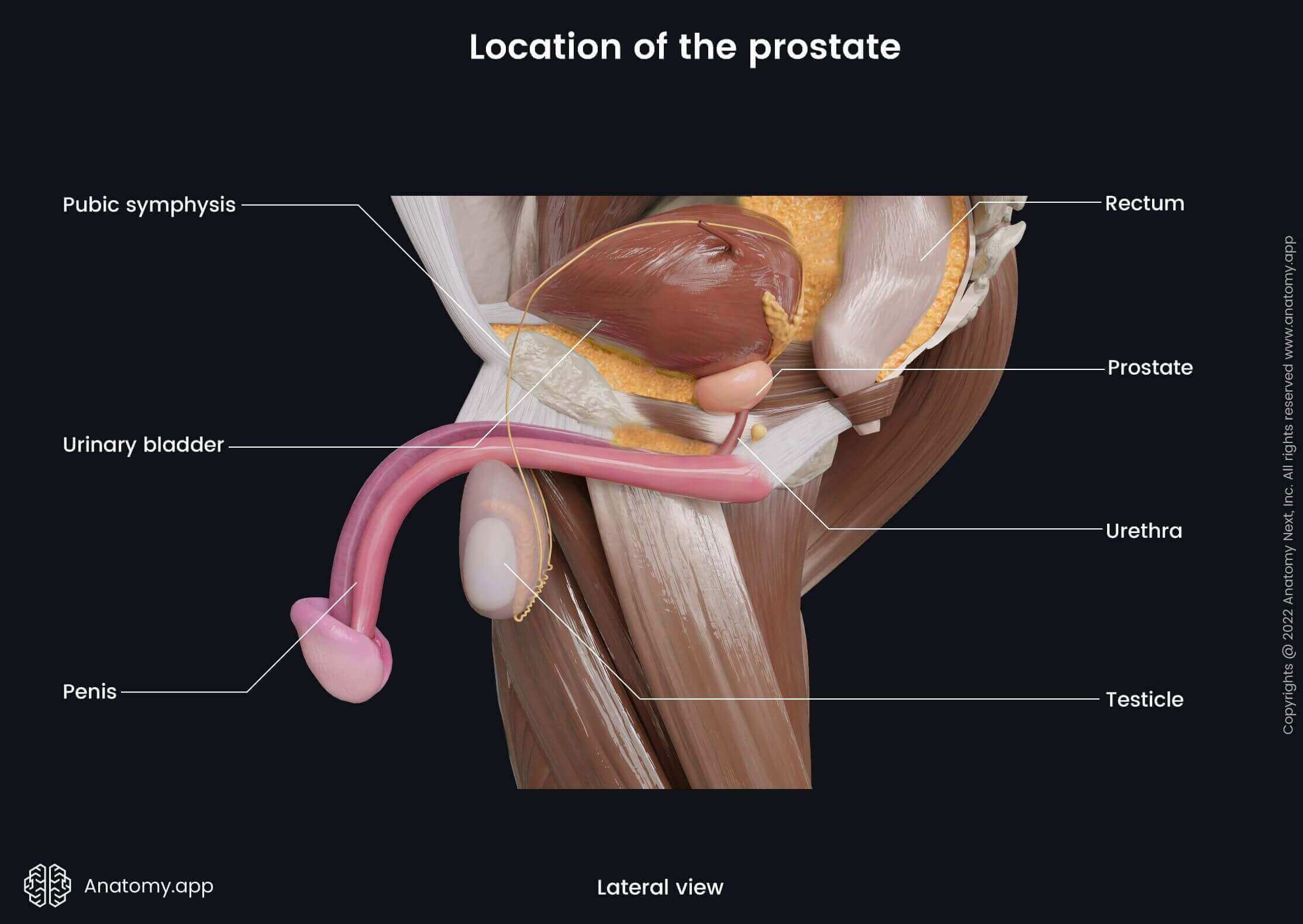 dewey collins recommends Prostate Stimulation Stories