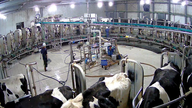 don kelvy share webcam milking photos